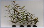 фото Растение шелковое Гигрофила узколистная, красное (20см)
