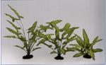 фото Растение шелковое Анубиас Хастифолия 13см (13 см)