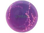 фото Тарелка LUMINARC KASHIMA PURPLE G9324