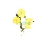 фото Цветы Botanic Haus 264348 G (264348 G)