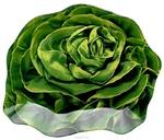 фото Блюдо сервировочное lettuce w22051821