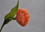 Фото №2 114744 Искусственные цветы Тюльпан, 35см, оранжевый