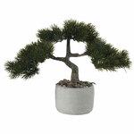 фото Bonsai Asa Selection Сосна в керамическом горшке, 22,5x14,5см