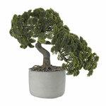 фото Bonsai Asa Selection Кипарис в керамическом горшке, 24,5x17,5см