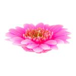 фото Свеча Edg gerbera 4х15см розовая