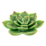 фото Свеча Edg echeveria 7х22см