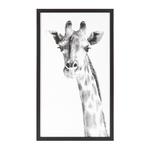 фото Постер Giraffe