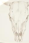 Фото №2 Постер Bison Skull