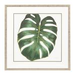 фото Постер Monstera