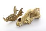 Фото №2 Настольная статуэтка Wolf Skull