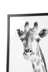 Фото №4 Постер Giraffe