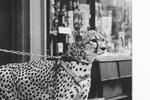 Фото №2 Постер Cheetah in the Store