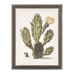 фото Постер Opuntia Cactus