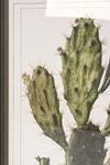 Фото №3 Постер Opuntia Cactus